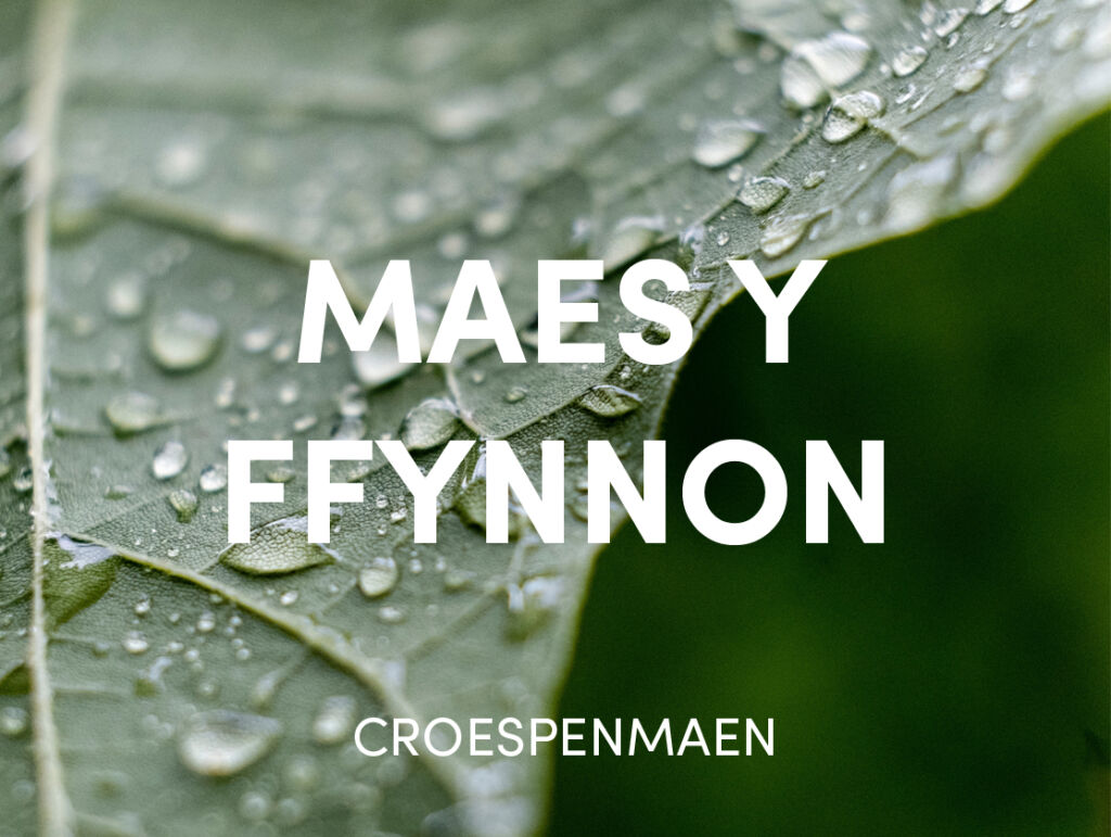 Maes y Ffynnon